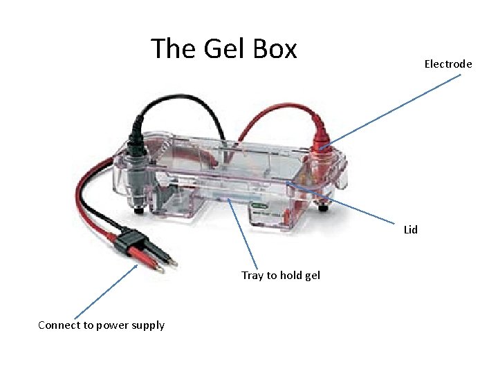 The Gel Box Electrode Lid Tray to hold gel Connect to power supply The Gel Box Electrode Lid Tray to hold gel Connect to power supply