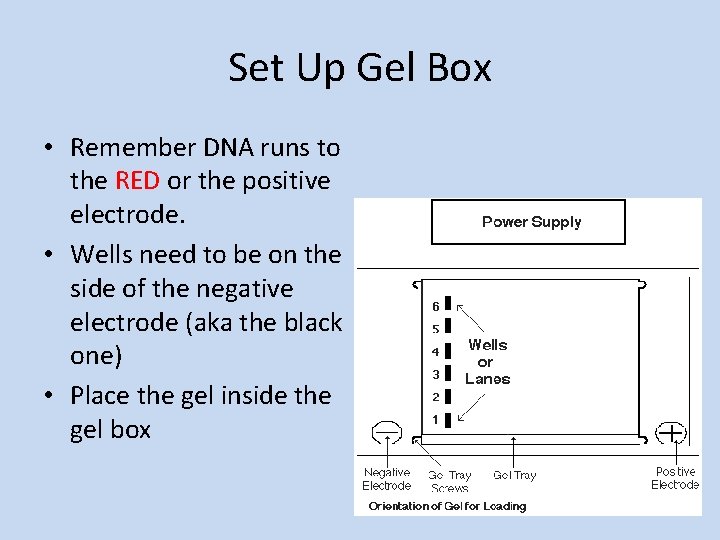 Set Up Gel Box • Remember DNA runs to the RED or the positive Set Up Gel Box • Remember DNA runs to the RED or the positive