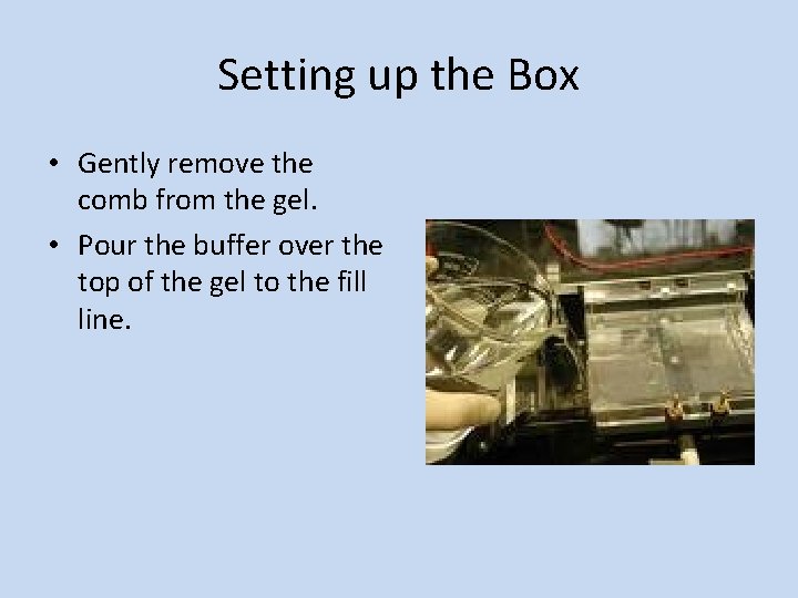 Setting up the Box • Gently remove the comb from the gel. • Pour Setting up the Box • Gently remove the comb from the gel. • Pour