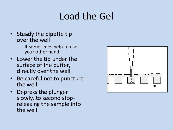 Load the Gel • Steady the pipette tip over the well – It sometimes Load the Gel • Steady the pipette tip over the well – It sometimes