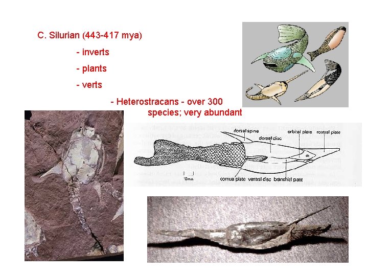 C. Silurian (443 -417 mya) - inverts - plants - verts - Heterostracans -