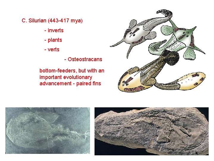 C. Silurian (443 -417 mya) - inverts - plants - verts - Osteostracans bottom-feeders,