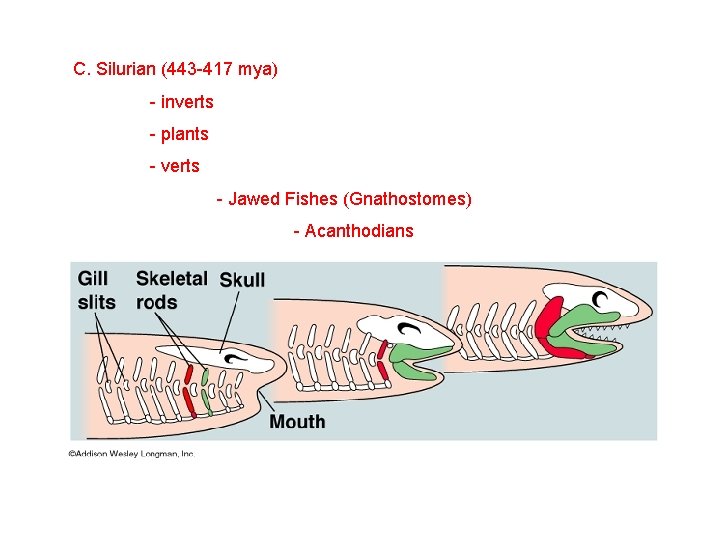 C. Silurian (443 -417 mya) - inverts - plants - verts - Jawed Fishes