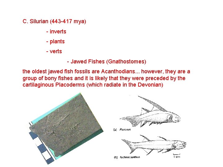 C. Silurian (443 -417 mya) - inverts - plants - verts - Jawed Fishes