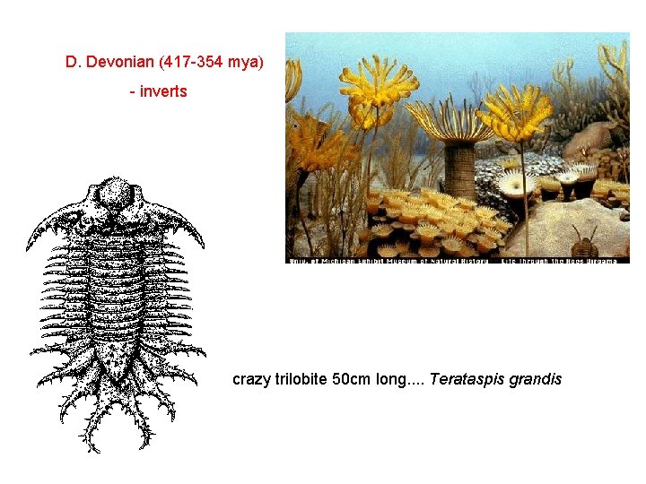 D. Devonian (417 -354 mya) - inverts crazy trilobite 50 cm long. . Terataspis