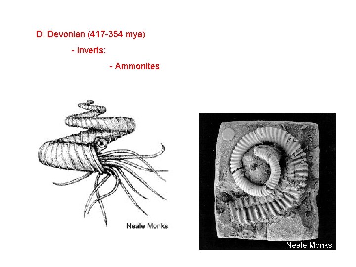 D. Devonian (417 -354 mya) - inverts: - Ammonites 