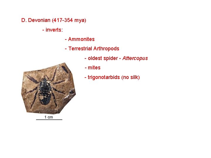D. Devonian (417 -354 mya) - inverts: - Ammonites - Terrestrial Arthropods - oldest