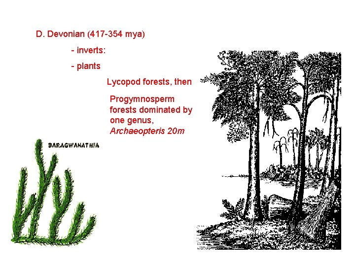 D. Devonian (417 -354 mya) - inverts: - plants Lycopod forests, then Progymnosperm forests