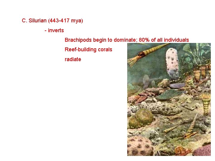 C. Silurian (443 -417 mya) - inverts Brachipods begin to dominate; 80% of all