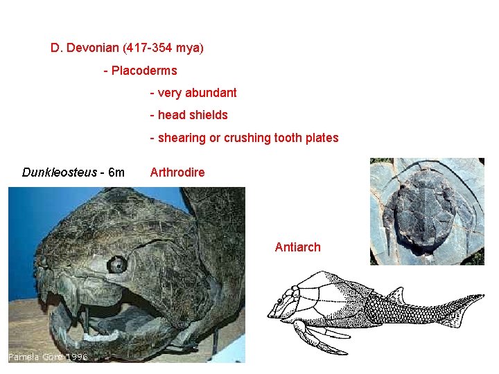 D. Devonian (417 -354 mya) - Placoderms - very abundant - head shields -