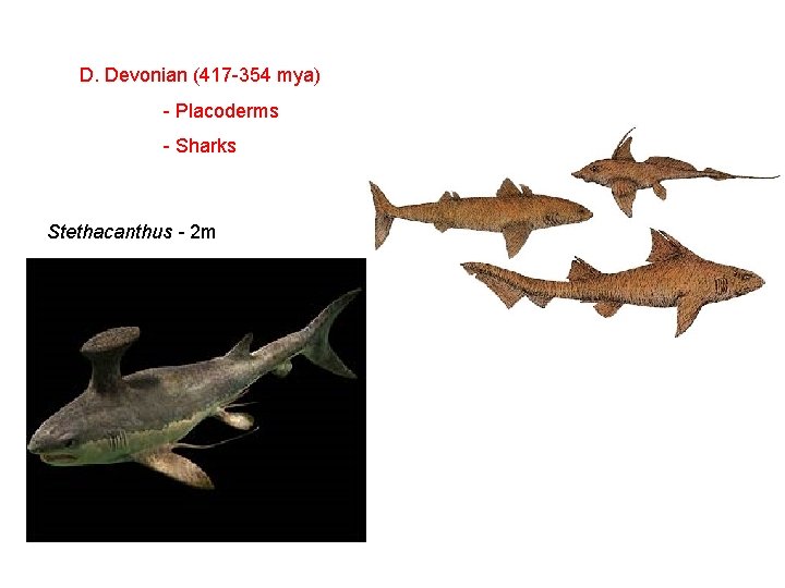 D. Devonian (417 -354 mya) - Placoderms - Sharks Stethacanthus - 2 m 