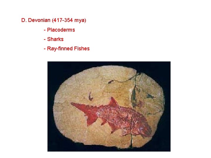 D. Devonian (417 -354 mya) - Placoderms - Sharks - Ray-finned Fishes 