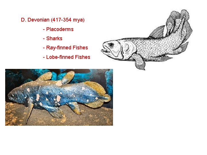 D. Devonian (417 -354 mya) - Placoderms - Sharks - Ray-finned Fishes - Lobe-finned