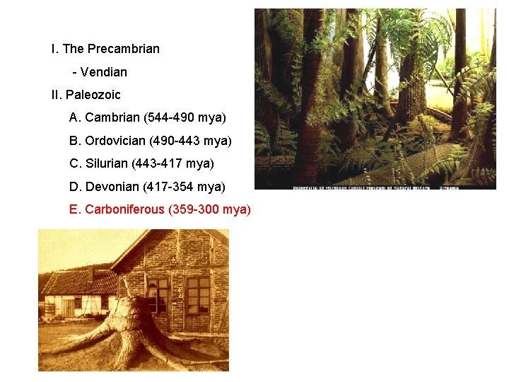 I. The Precambrian - Vendian II. Paleozoic A. Cambrian (544 -490 mya) B. Ordovician