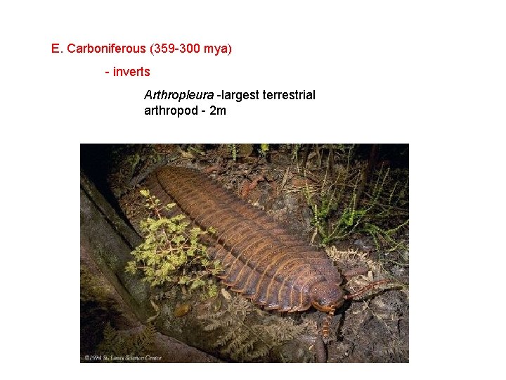E. Carboniferous (359 -300 mya) - inverts Arthropleura -largest terrestrial arthropod - 2 m