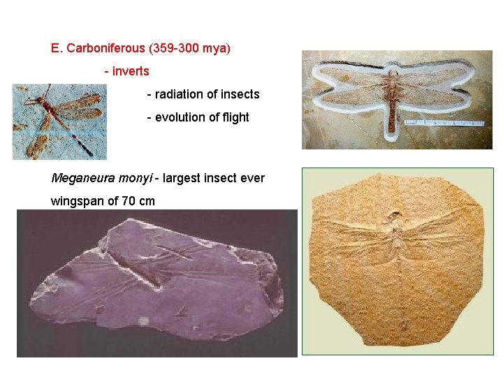 E. Carboniferous (359 -300 mya) - inverts - radiation of insects - evolution of