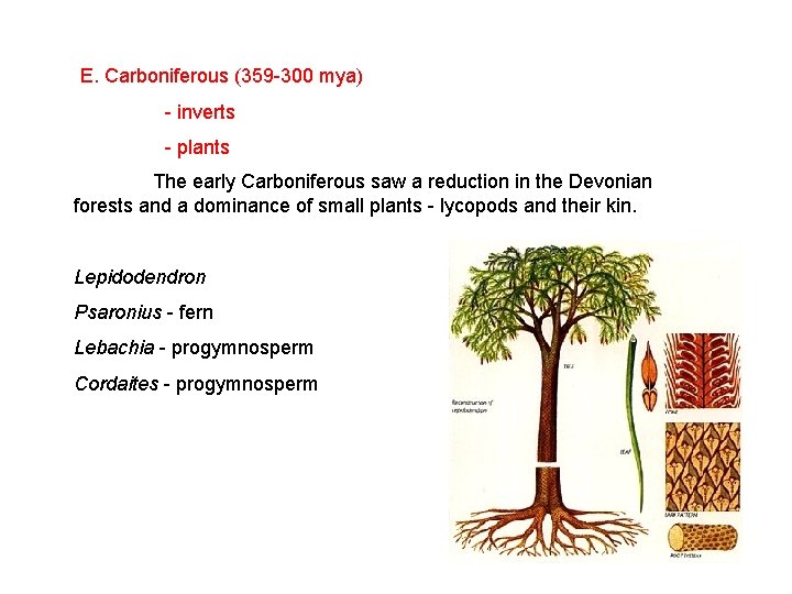 E. Carboniferous (359 -300 mya) - inverts - plants The early Carboniferous saw a