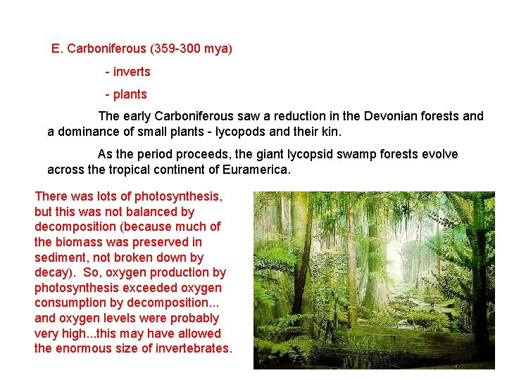 E. Carboniferous (359 -300 mya) - inverts - plants The early Carboniferous saw a