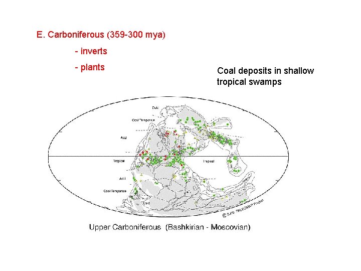 E. Carboniferous (359 -300 mya) - inverts - plants Coal deposits in shallow tropical