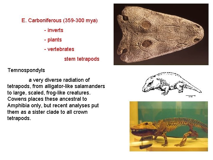 E. Carboniferous (359 -300 mya) - inverts - plants - vertebrates stem tetrapods Temnospondyls