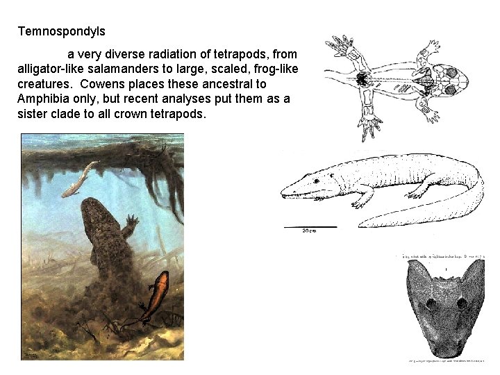 Temnospondyls a very diverse radiation of tetrapods, from alligator-like salamanders to large, scaled, frog-like