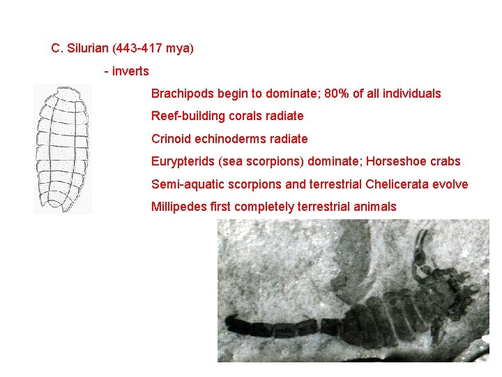 C. Silurian (443 -417 mya) - inverts Brachipods begin to dominate; 80% of all
