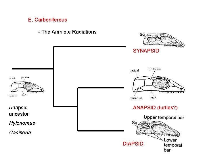 E. Carboniferous - The Amniote Radiations SYNAPSID Anapsid ancestor ANAPSID (turtles? ) Hylonomus Casineria
