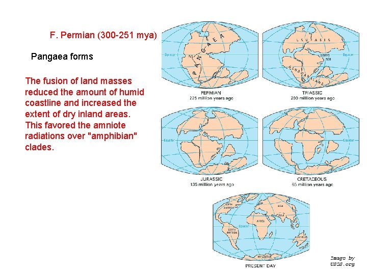 F. Permian (300 -251 mya) Pangaea forms The fusion of land masses reduced the