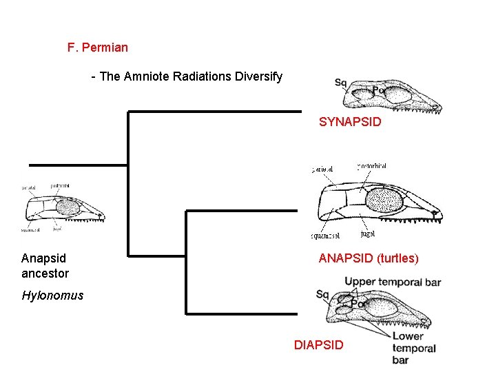 F. Permian - The Amniote Radiations Diversify SYNAPSID Anapsid ancestor ANAPSID (turtles) Hylonomus DIAPSID