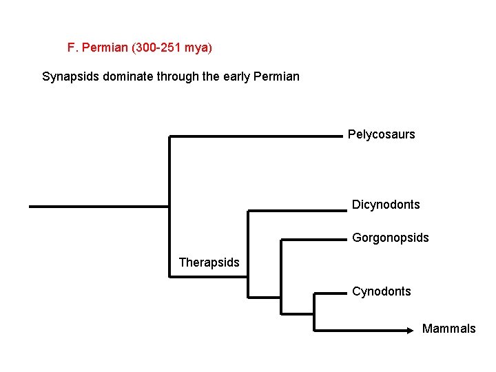 F. Permian (300 -251 mya) Synapsids dominate through the early Permian Pelycosaurs Dicynodonts Gorgonopsids