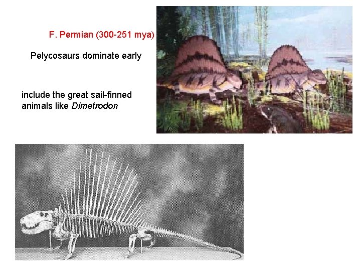 F. Permian (300 -251 mya) Pelycosaurs dominate early include the great sail-finned animals like