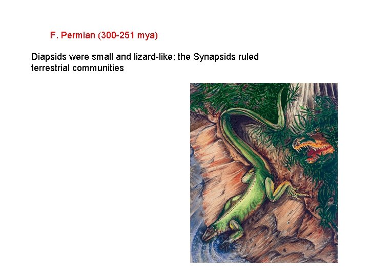 F. Permian (300 -251 mya) Diapsids were small and lizard-like; the Synapsids ruled terrestrial