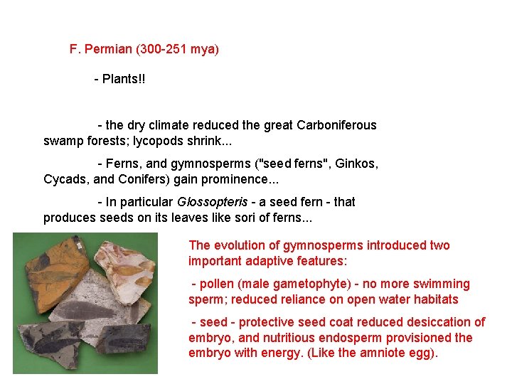 F. Permian (300 -251 mya) - Plants!! - the dry climate reduced the great