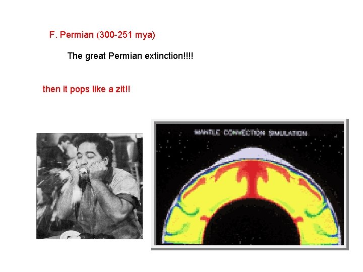 F. Permian (300 -251 mya) The great Permian extinction!!!! then it pops like a