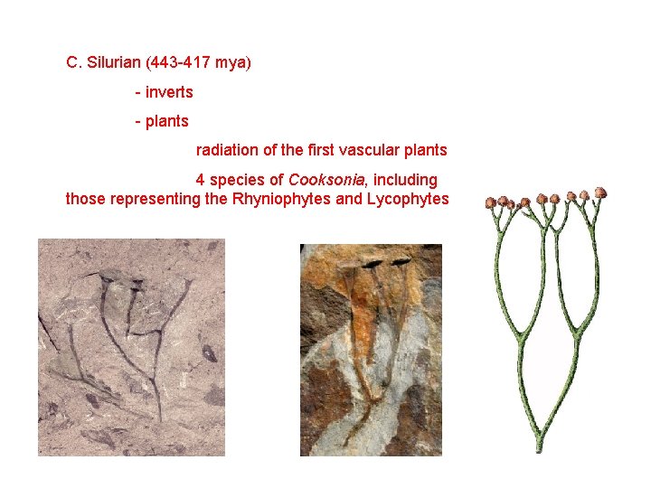 C. Silurian (443 -417 mya) - inverts - plants radiation of the first vascular