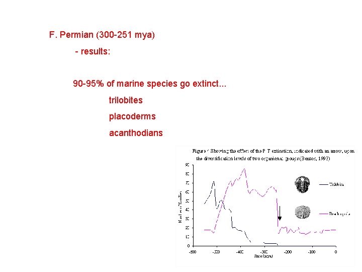 F. Permian (300 -251 mya) - results: 90 -95% of marine species go extinct.