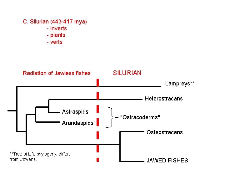 C. Silurian (443 -417 mya) - inverts - plants - verts Radiation of Jawless