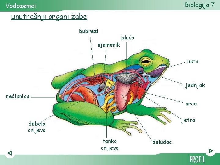 Biologija 7 Vodozemci unutrašnji organi žabe bubrezi sjemenik pluća usta jednjak nečisnica srce jetra