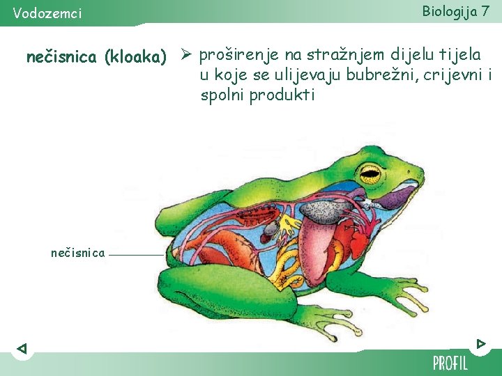 Vodozemci Biologija 7 nečisnica (kloaka) Ø proširenje na stražnjem dijelu tijela u koje se