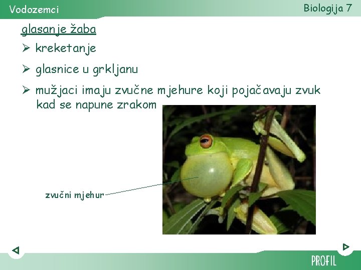 Vodozemci Biologija 7 glasanje žaba Ø kreketanje Ø glasnice u grkljanu Ø mužjaci imaju