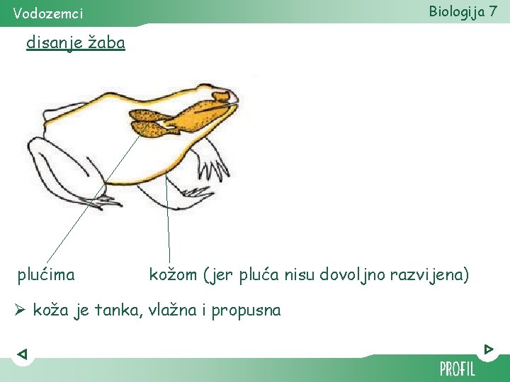 Biologija 7 Vodozemci disanje žaba plućima kožom (jer pluća nisu dovoljno razvijena) Ø koža