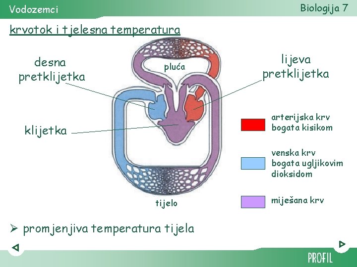 Biologija 7 Vodozemci krvotok i tjelesna temperatura desna pretklijetka pluća lijeva pretklijetka arterijska krv