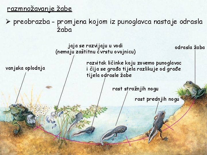 razmnožavanje žabe Ø preobrazba - promjena kojom iz punoglavca nastaje odrasla žaba jaja se