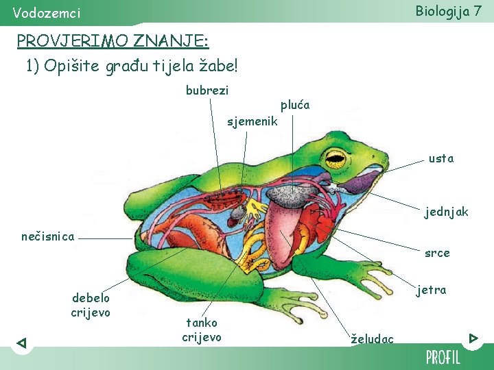 Biologija 7 Vodozemci PROVJERIMO ZNANJE: 1) Opišite građu tijela žabe! bubrezi sjemenik pluća usta
