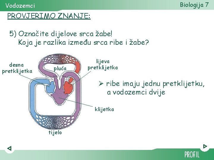 Biologija 7 Vodozemci PROVJERIMO ZNANJE: 5) Označite dijelove srca žabe! Koja je razlika između