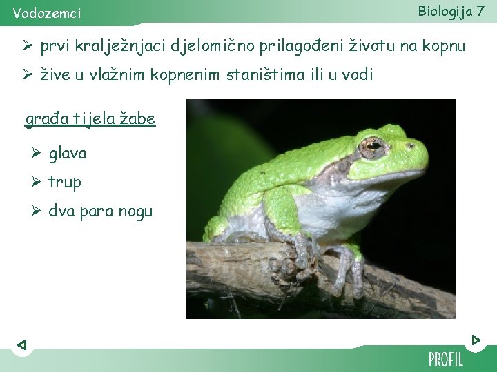 Vodozemci Biologija 7 Ø prvi kralježnjaci djelomično prilagođeni životu na kopnu Ø žive u