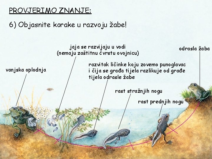 PROVJERIMO ZNANJE: 6) Objasnite korake u razvoju žabe! jaja se razvijaju u vodi (nemaju