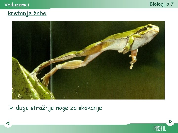 Vodozemci kretanje žabe Ø duge stražnje noge za skakanje Biologija 7 
