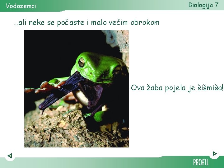 Biologija 7 Vodozemci …ali neke se počaste i malo većim obrokom Ova žaba pojela