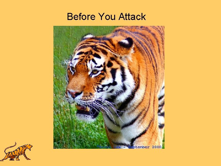 Before You Attack 